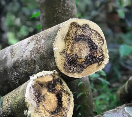 Agarwood resin cross-section — buy oud from Gabon, Africa Oud Supply